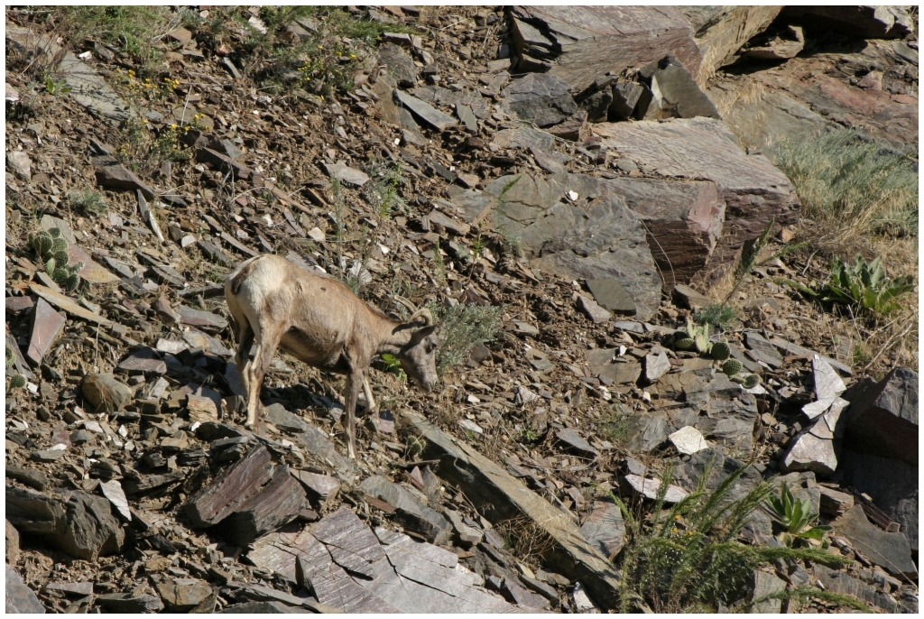 07 - Rocky Mountains NP (21).jpg